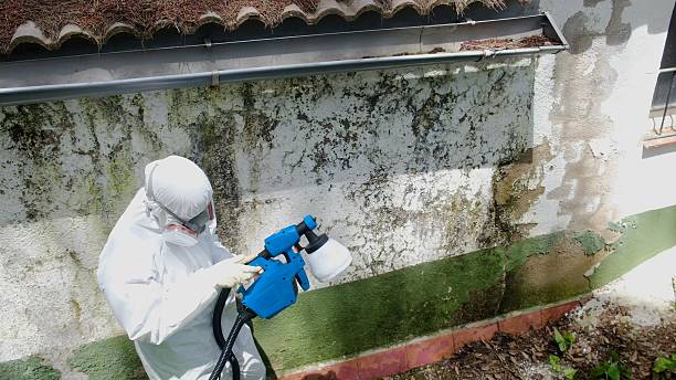 Top rated local Mold Remediation specialists in Flower Mound, TX